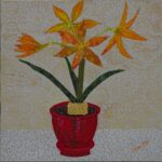 Hippeastrum Petiolatum